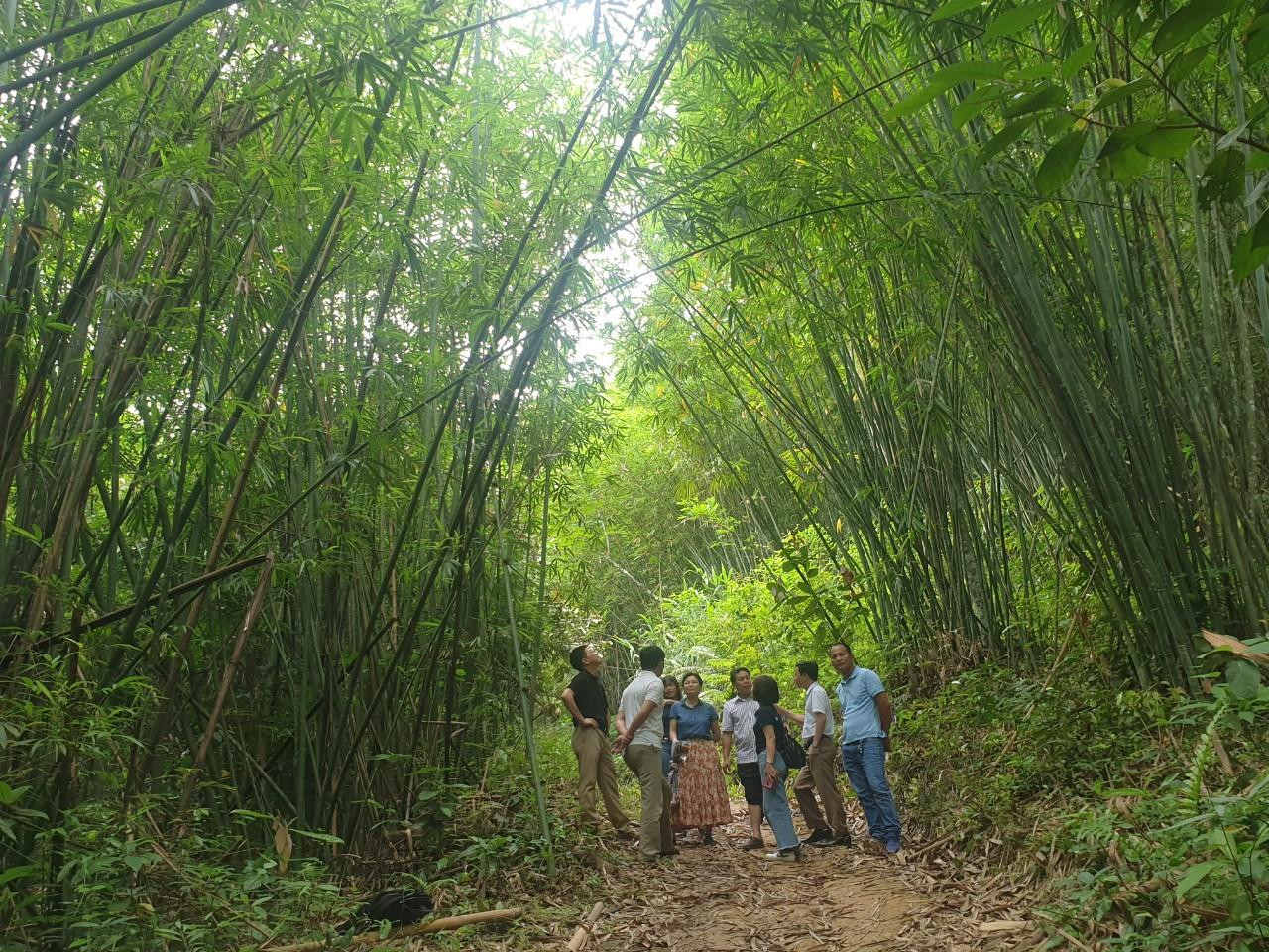 Rừng lùng tại xã Đồng Văn, xã Quế Phong, Nghệ An Rừng lùng tại xã Đồng Văn, xã Quế Phong, Nghệ An