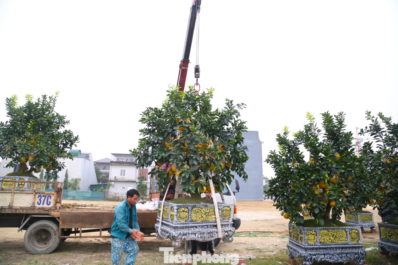Những xe chở bưởi Diễn "cập bến" thành Vinh.
