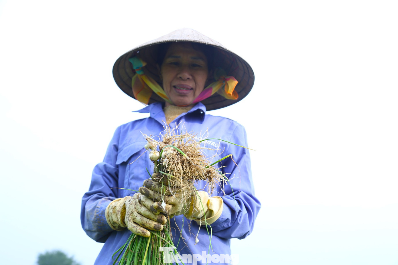 Theo bà Nguyệt, hành tăm cho thu hoạch cao hơn lúa nhưng cũng mất khá nhiều công sức, nhất là giai đoạn thu hoạch, phải dọn cỏ sau đó mới đào bới. Hành tăm được trồng từ 5-6 tháng thì cho thu hoạch. Theo bà Nguyệt, hành tăm cho thu hoạch cao hơn lúa nhưng cũng mất khá nhiều công sức, nhất là giai đoạn thu hoạch, phải dọn cỏ sau đó mới đào bới. Hành tăm được trồng từ 5-6 tháng thì cho thu hoạch.