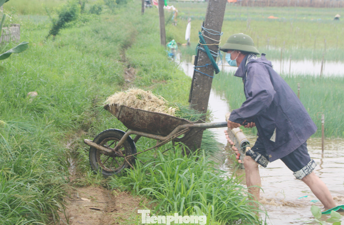 “Mưa lớn ngập gần như toàn bộ diện tích hành hoa của gia đình. Hiện giá hành đang cao, mưa ngập khiến gia đình thất thu hàng chục triệu đồng”, ông Trần Văn Hùng (trú xã Quỳnh Minh, huyện Quỳnh Lưu) nói.