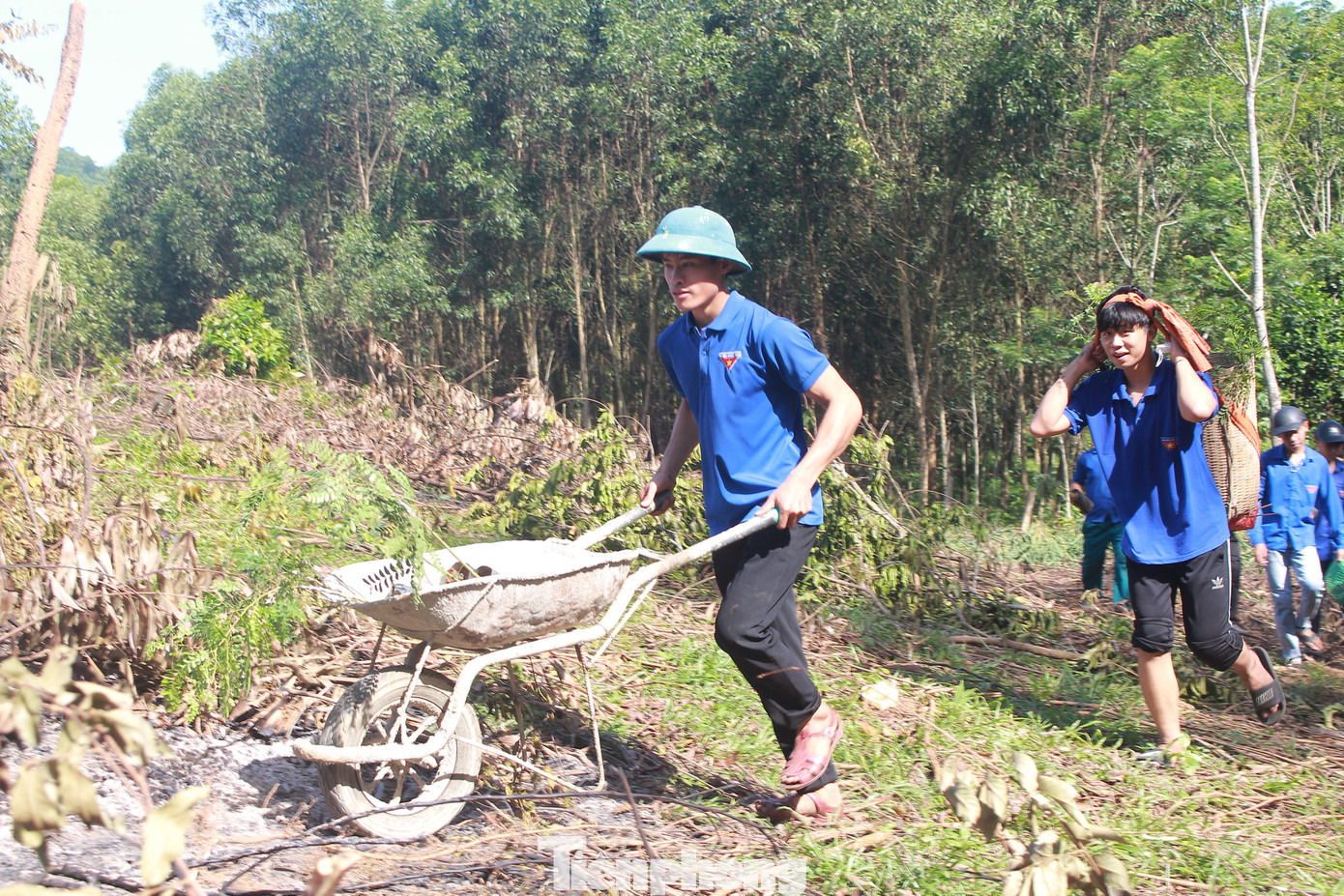 Đoàn viên thanh niên đội nắng vận chuyển cây dược liệu lại khu vực trồng.