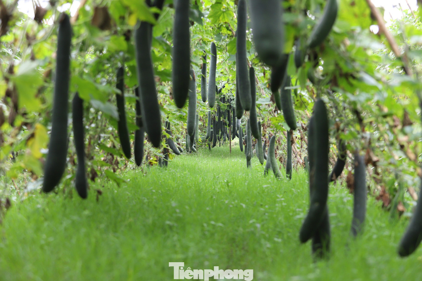 Từ mảnh đất bỏ hoang, Lê Lưu Thắng đã cải tạo thành trang trại trồng bí xanh, cho thu nhập 400 triệu đồng/năm