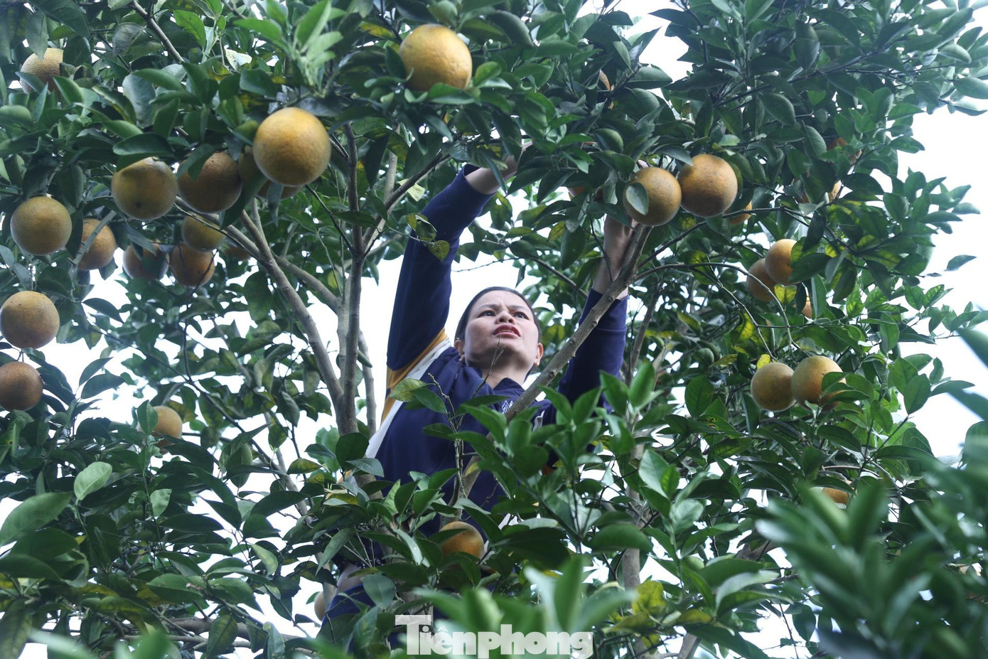 “Cam cắt tại vườn với giá khoảng 45.000 đồng/kg, cao hơn năm ngoái khoảng 10.000 đồng/kg. Cam được trồng tự nhiên, nên rất ngọt, dù có số đã rụng nhưng chúng tôi vẫn trừ lại khoảng 5 tấn để tiêu thụ trong đợt Tết này”, bà Bình nói.