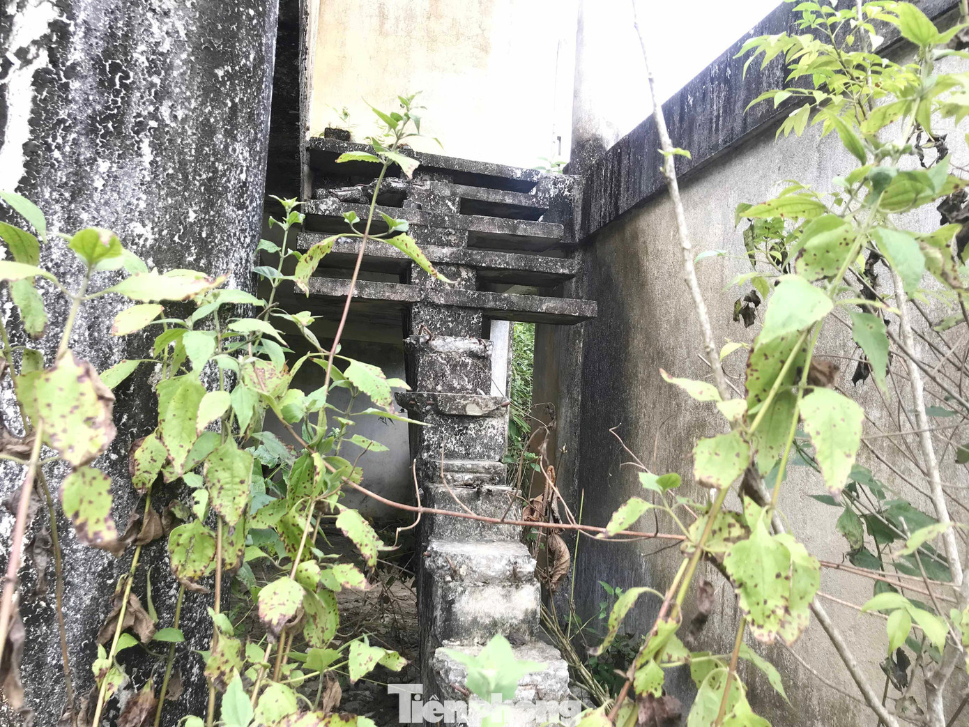 Bị bỏ hoang quá lâu cỏ dại đã xâm lấn vào những ngôi nhà tại khu tái định cư Khe Ò Bị bỏ hoang quá lâu cỏ dại đã xâm lấn vào những ngôi nhà tại khu tái định cư Khe Ò