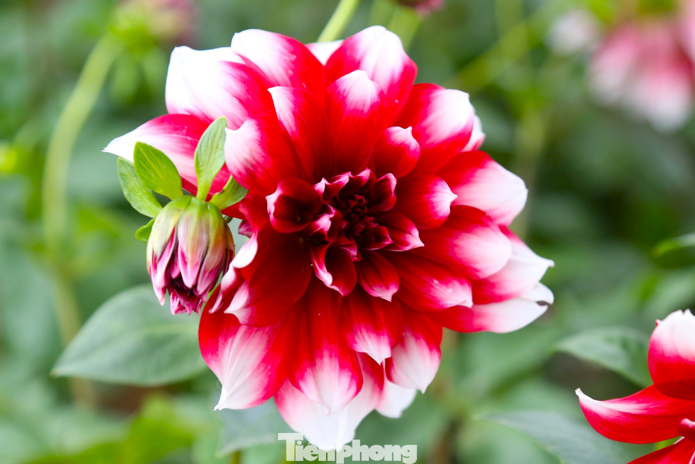 Mặt hàng hoa khá đa dạng với nhiều chủng loại, nhiều mức giá.