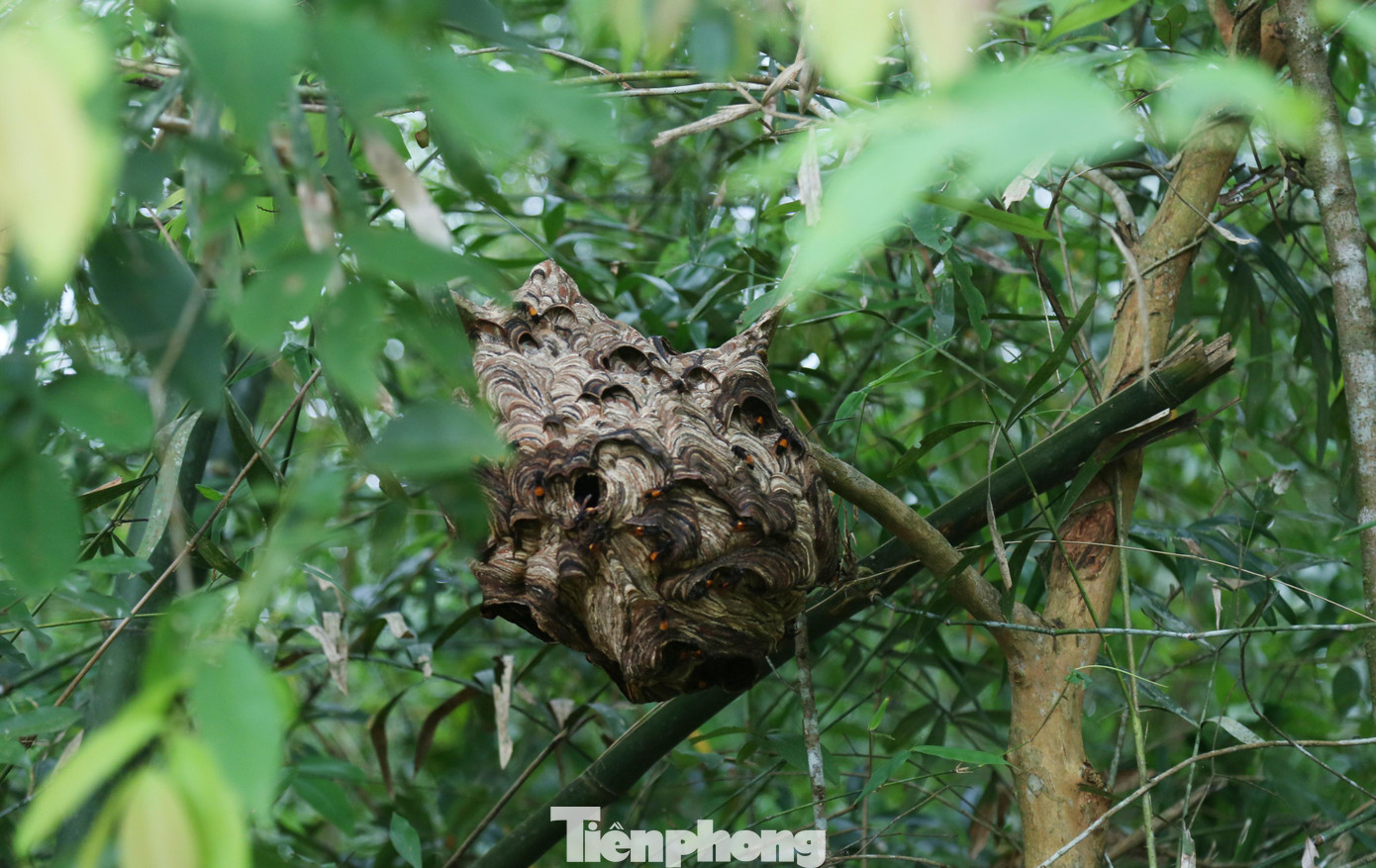 “Năm đầu tiên tôi nuôi khoảng 100 tổ ong thu về 40 triệu đồng. Năm thứ hai khoảng 120 tổ ong. Hiện trong vườn có khoảng trên 70 tổ ong. Tổ ong vò vẽ sau khi đưa về nhà chỉ cần cột, treo vào các cành cây trong vườn sẽ phát triển ngày càng to. Nuôi ong vò vẽ không khó, gần như không tốn kém gì, cơ bản có 'liều' nuôi hay không. ”, ông Huy chia sẻ. “Năm đầu tiên tôi nuôi khoảng 100 tổ ong thu về 40 triệu đồng. Năm thứ hai khoảng 120 tổ ong. Hiện trong vườn có khoảng trên 70 tổ ong. Tổ ong vò vẽ sau khi đưa về nhà chỉ cần cột, treo vào các cành cây trong vườn sẽ phát triển ngày càng to. Nuôi ong vò vẽ không khó, gần như không tốn kém gì, cơ bản có 'liều' nuôi hay không. ”, ông Huy chia sẻ.