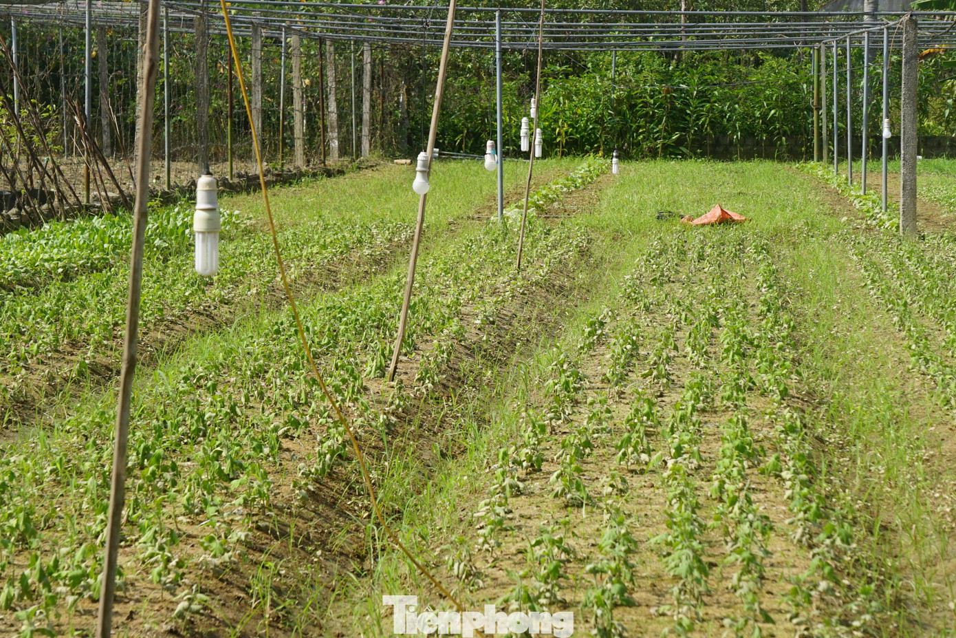 Vừa qua, trên địa bàn tỉnh Nghệ An có mưa lớn bất thường khiến nhiều nơi bị ngập nặng. Đặc biệt, tại các vùng trồng hoa Tết ở thành phố Vinh (Nghệ An) cũng bị ngập sâu. Khi nước rút gặp nắng gắt khiến hoa héo chết hàng loạt.