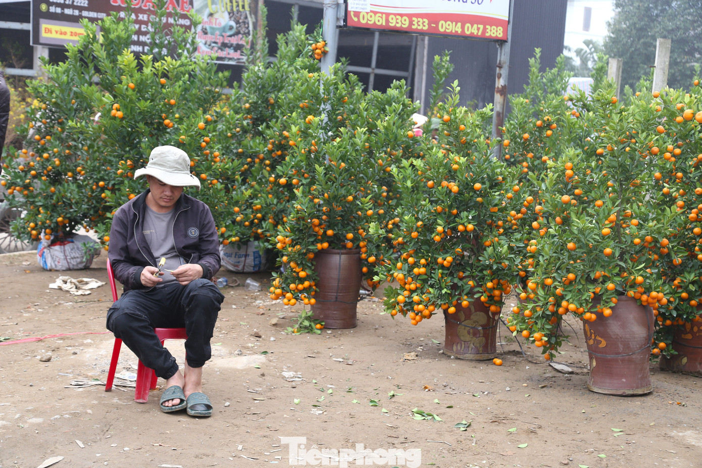 Tình trạng người bán nhiều hơn người mua diễn ra khá phổ biến. Trong ảnh, người buôn đào, quất, mai,... ngồi đợi khách sáng 29 Tết.