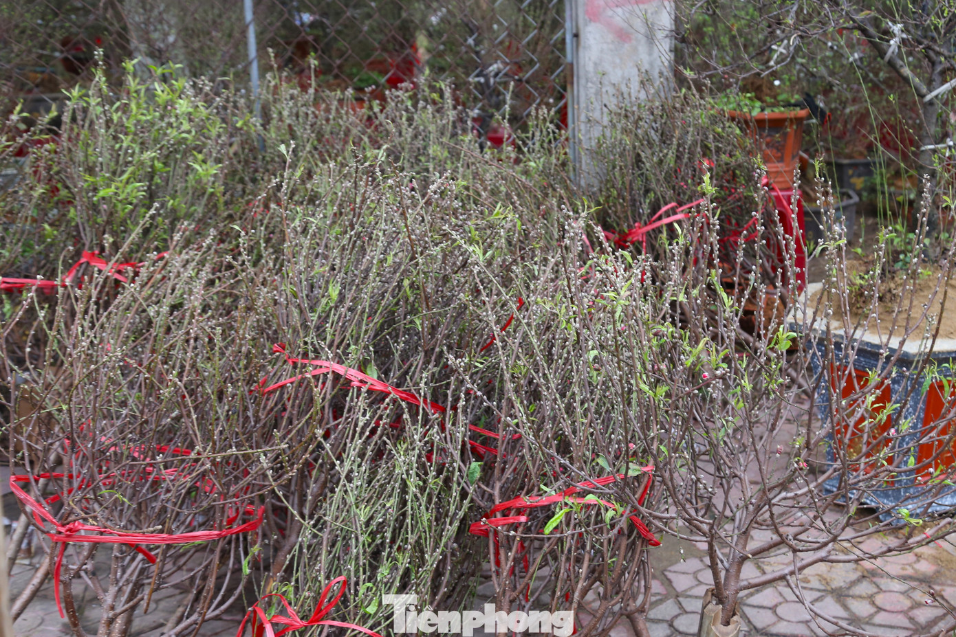 Cành đào mini hút khách tại các chợ hoa dịp gần Tết.