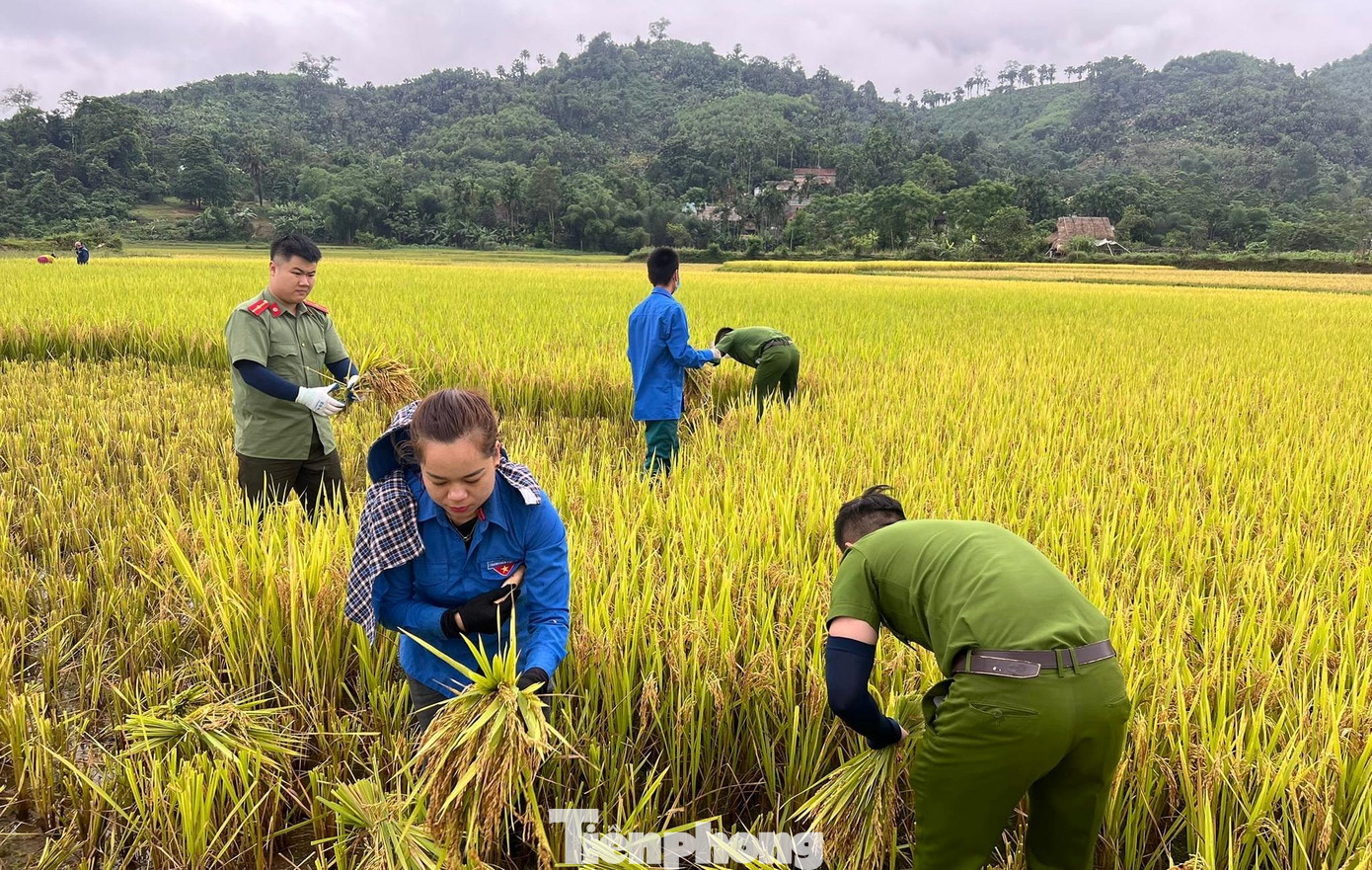 Ông Hà Hải Dương (70 tuổi) không giấu được nỗi mừng vui khi được lực lượng thanh niên gặt lúa giúp. Bởi tuổi cao, ông lại ở một mình không thể thu hoạch hết diện tích lúa được trồng. “Nếu không có lực lượng thanh niên thu hoạch giúp, chắc năm nay lúa bỏ luôn trên đó rồi. Tôi biết ơn thanh niên địa phương lắm”, ông Dương bộc bạch.