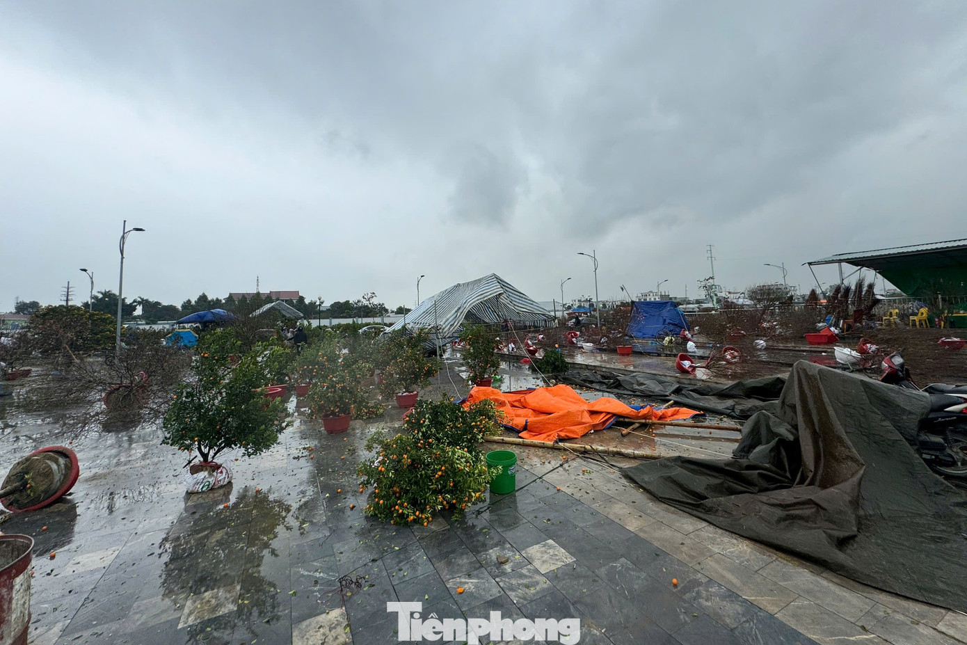 Phần lớn đào đã nở bị mưa gió làm nát hoa, còn quất thì rụng quả la liệt.