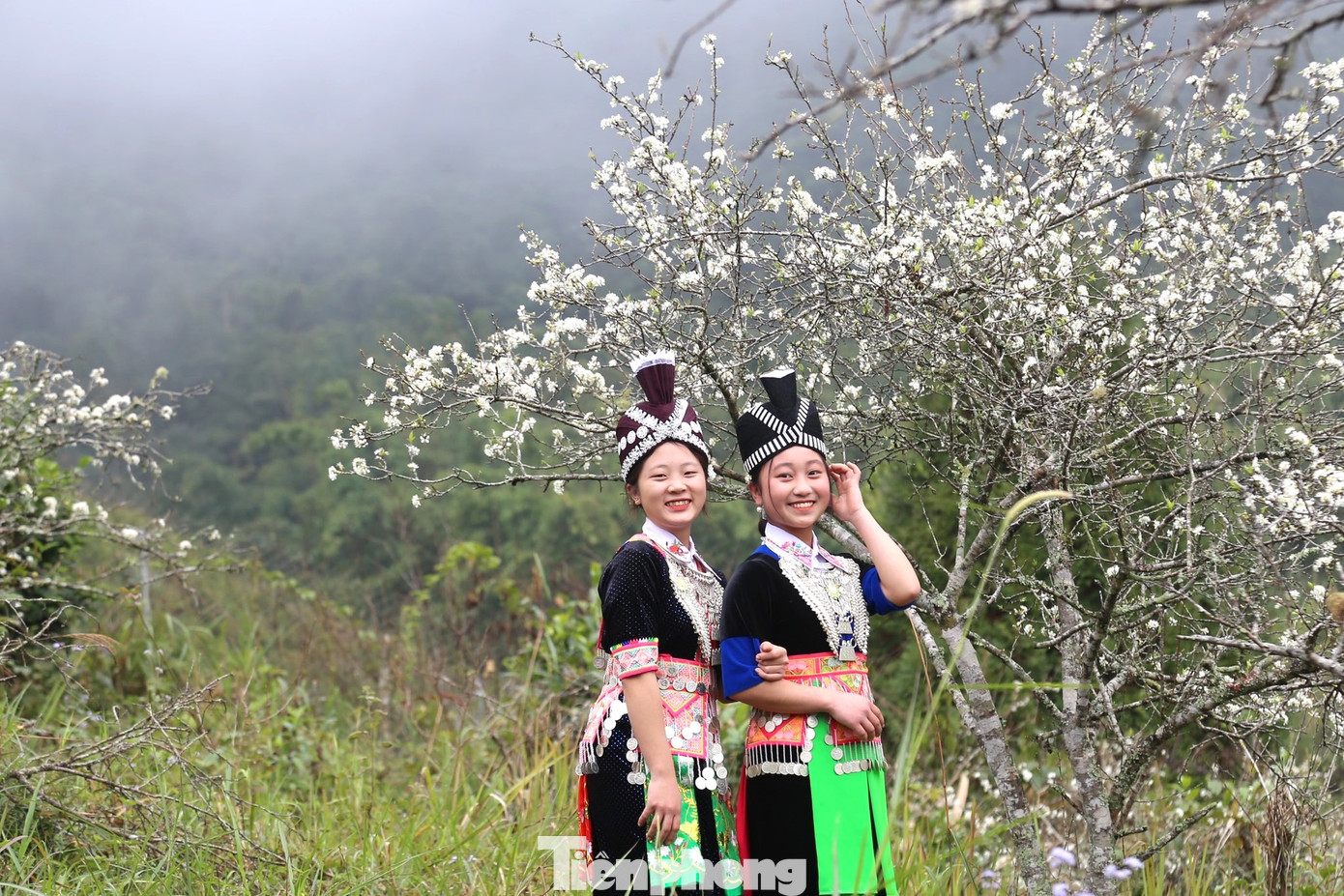 Bước chân vào những vạt đồi hoa mận, một màu trắng tinh xen lẫn màu của những gốc mận xù xì cổ thụ, mùi hương mận dịu nhẹ, thoảng bay theo gió.