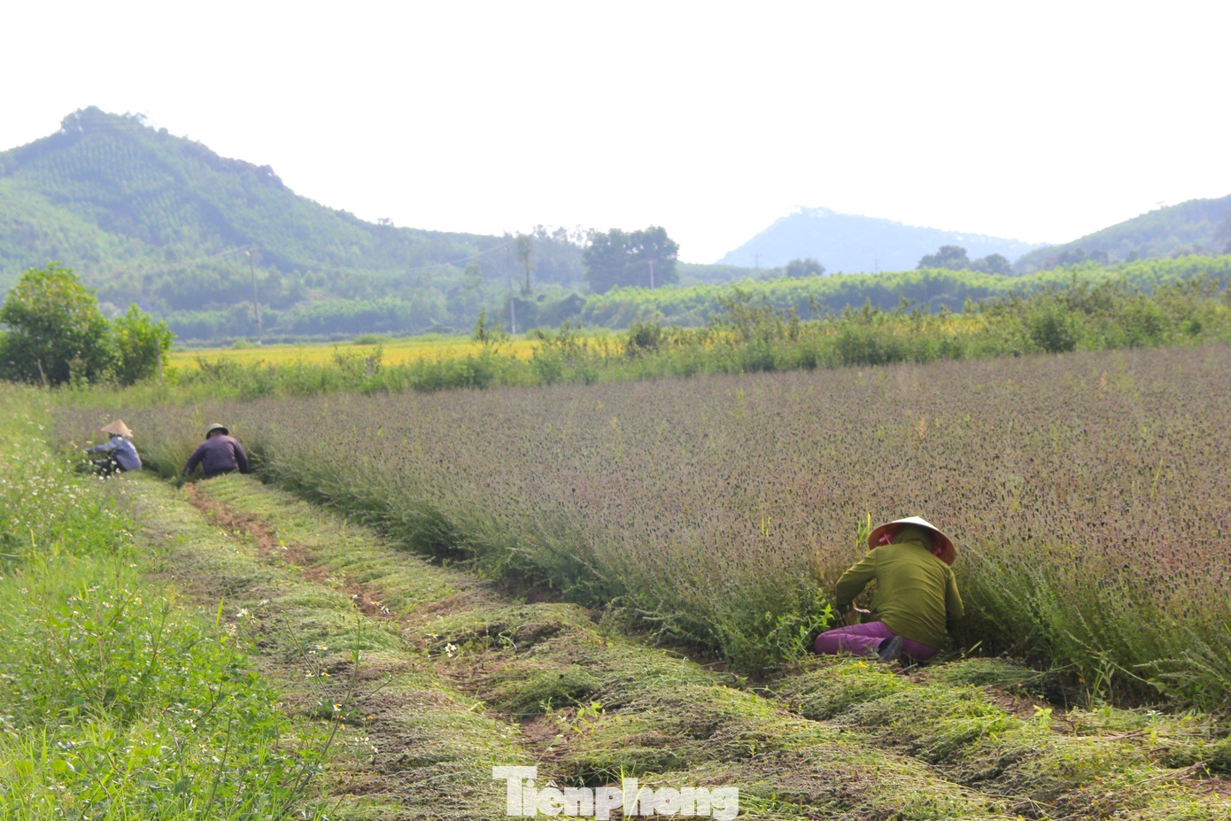 Một sào nhân trần có thể thu về từ 2 - 2,5 tạ cây sau khi đã phơi khô, giá thu mua hiện tại từ 30.000 - 40.000 đồng/kg.