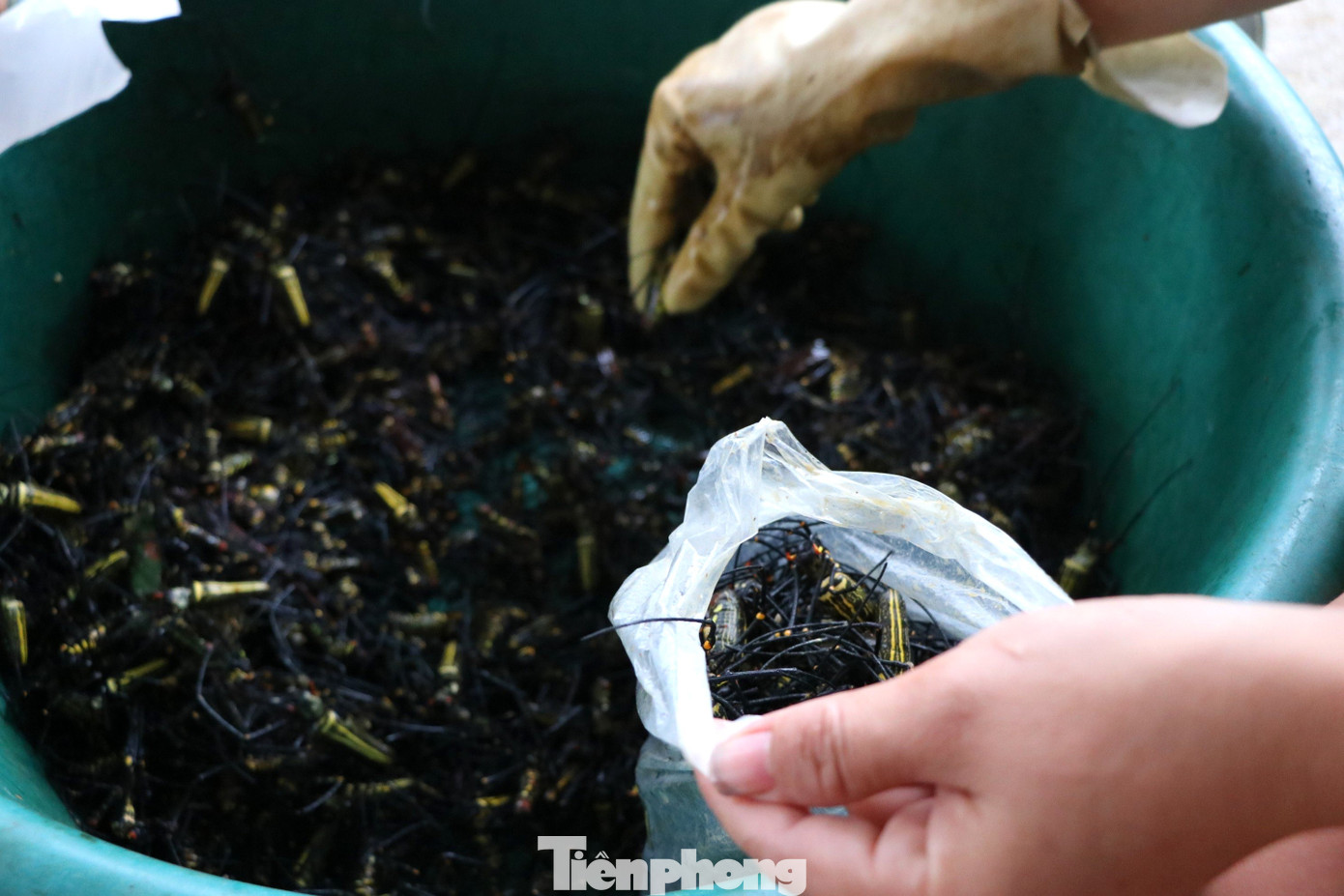 "Nhện rừng di chuyển không quá nhanh nhưng cắn thì rất đau, có khi vết cắn sẽ sưng mấy ngày mới khỏi. Trước đây, nhện được bán đồng giá, mức 170.000 đồng/kg, năm nay mới phân giá theo kích cỡ", bà Nghĩa cho hay. "Nhện rừng di chuyển không quá nhanh nhưng cắn thì rất đau, có khi vết cắn sẽ sưng mấy ngày mới khỏi. Trước đây, nhện được bán đồng giá, mức 170.000 đồng/kg, năm nay mới phân giá theo kích cỡ", bà Nghĩa cho hay.