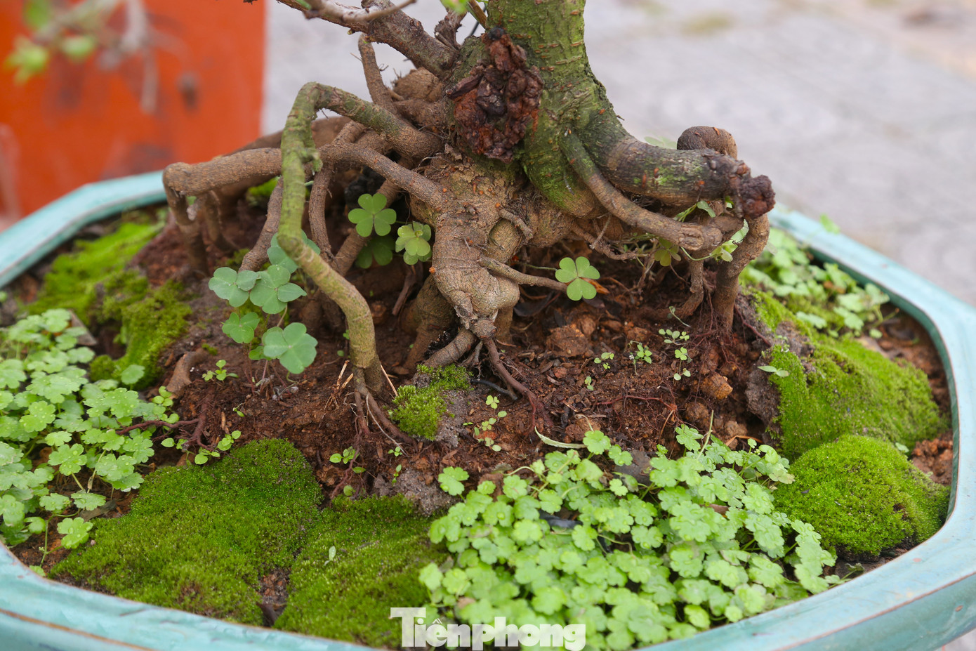 Những mảng rêu bám từ gốc tới ngọn cây, vừa tăng tính thẩm mỹ, vừa cung cấp độ ẩm cho cây.