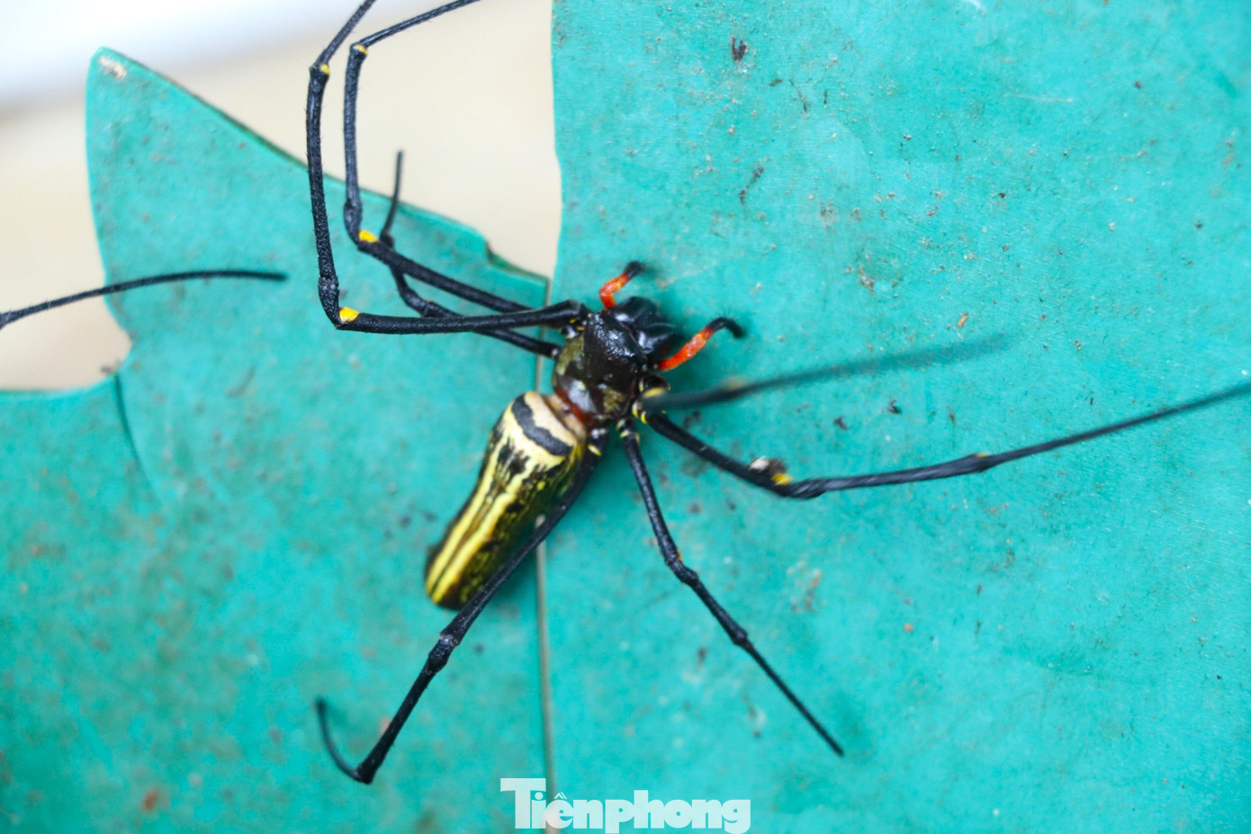 Với hàm răng chắc khỏe, nhện rừng cắn có thể gây sưng tấy. Tuy nhiên, loài nhện này không chứa độc tố. Với hàm răng chắc khỏe, nhện rừng cắn có thể gây sưng tấy. Tuy nhiên, loài nhện này không chứa độc tố.