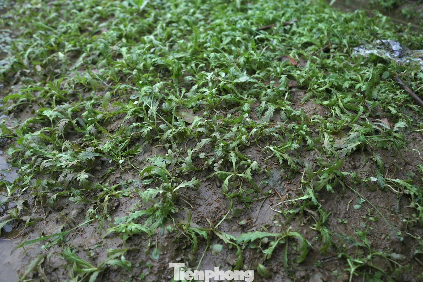 Tại một số khu vực cao ráo hơn, tuy không bị ngập nhưng rau cũng bị mưa lớn dập tơi tả.