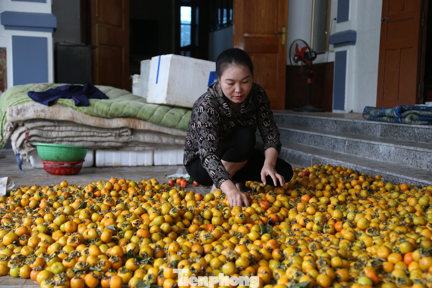 Năm nay, cơ sở thu mua hồng của chị Sâm chỉ bằng nửa năm ngoái.