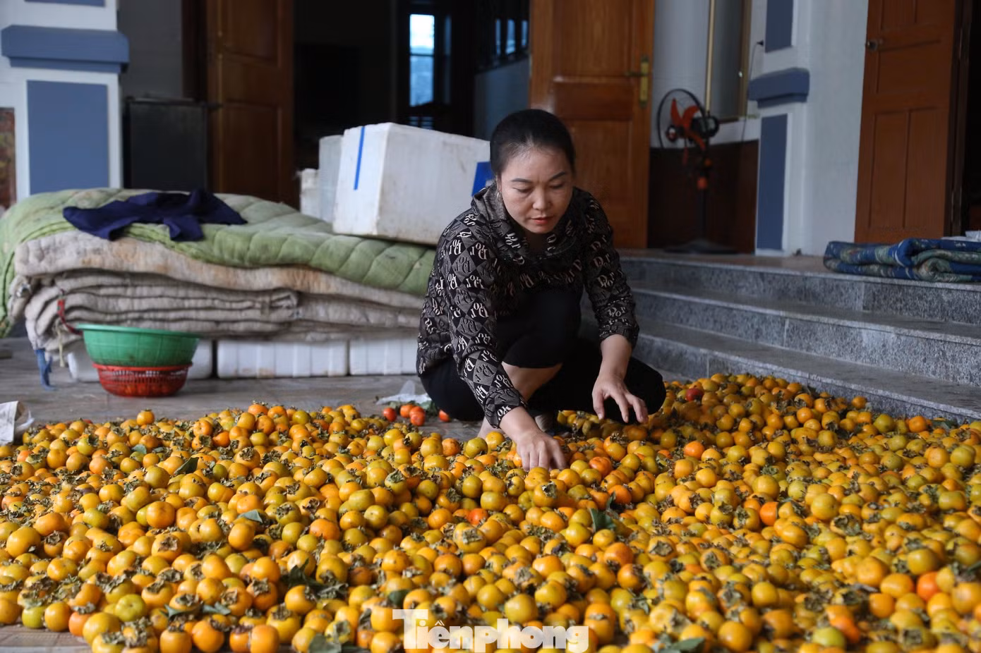 Năm nay, cơ sở thu mua hồng của chị Sâm chỉ bằng nửa năm ngoái.