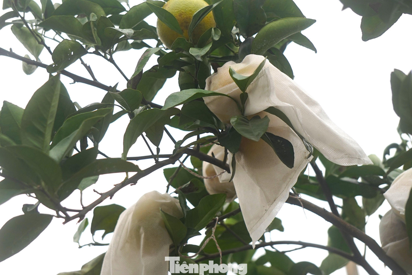 Phương pháp bảo vệ của một số gia đình ngăn côn trùng tấn công quả cam Xã Đoài Phương pháp bảo vệ của một số gia đình ngăn côn trùng tấn công quả cam Xã Đoài