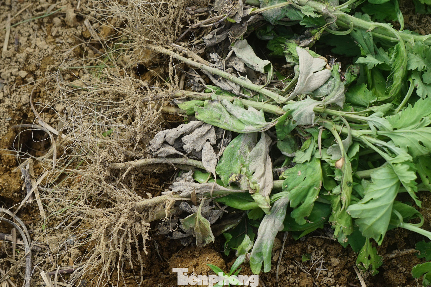 Lũ rút, nắng lên, hoa bắt đầu thối rễ. Đây cũng là tình cảnh chung của nhiều hộ dân trồng hoa ở xã Nghi Liên - nơi được xem là vựa hoa lớn nhất TP Vinh.