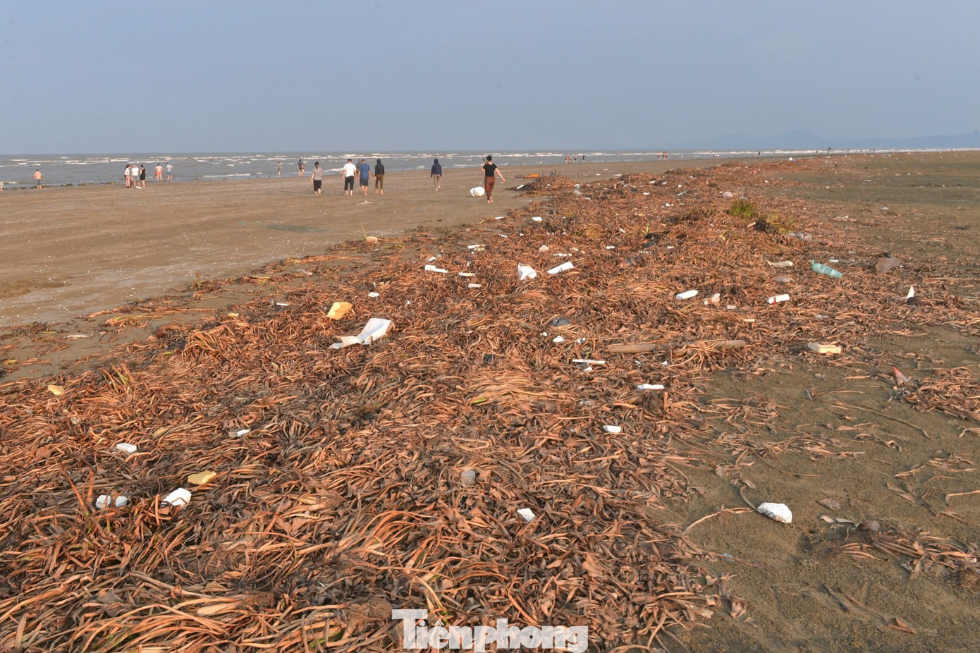 Tại bãi biển Diễn Thành (huyện Diễn Châu) cũng đang ở bị bủa vây bởi rác thải và bèo tây. Nước biển đục, từng mảng bèo tây trôi nổi sát mép nước. Nhiều đoạn ven bờ bèo tây đã khô dồn thành nhiều lớp.