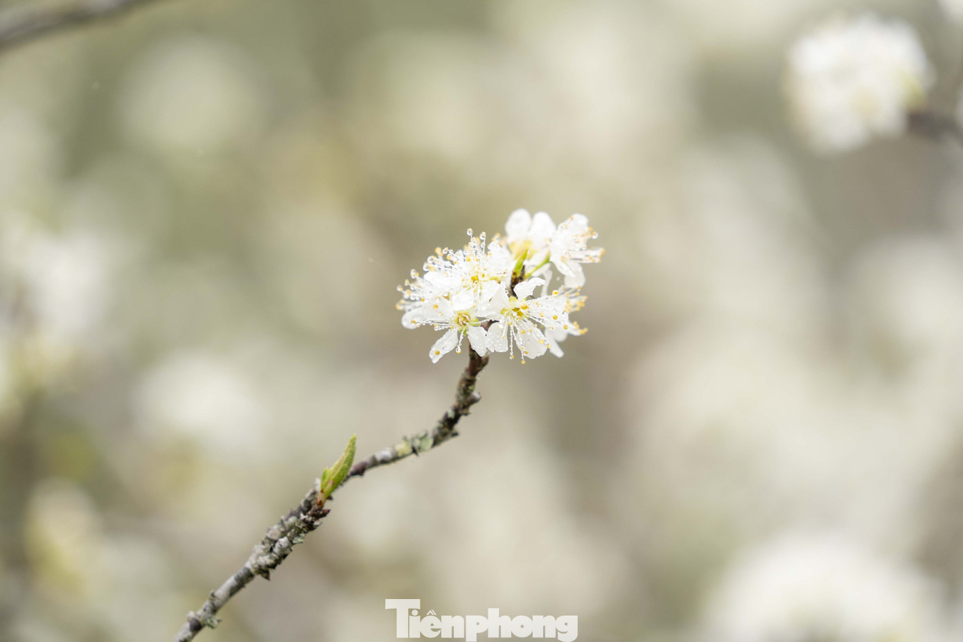 Giọt sương sớm mai còn đọng lại trên bông hoa mận