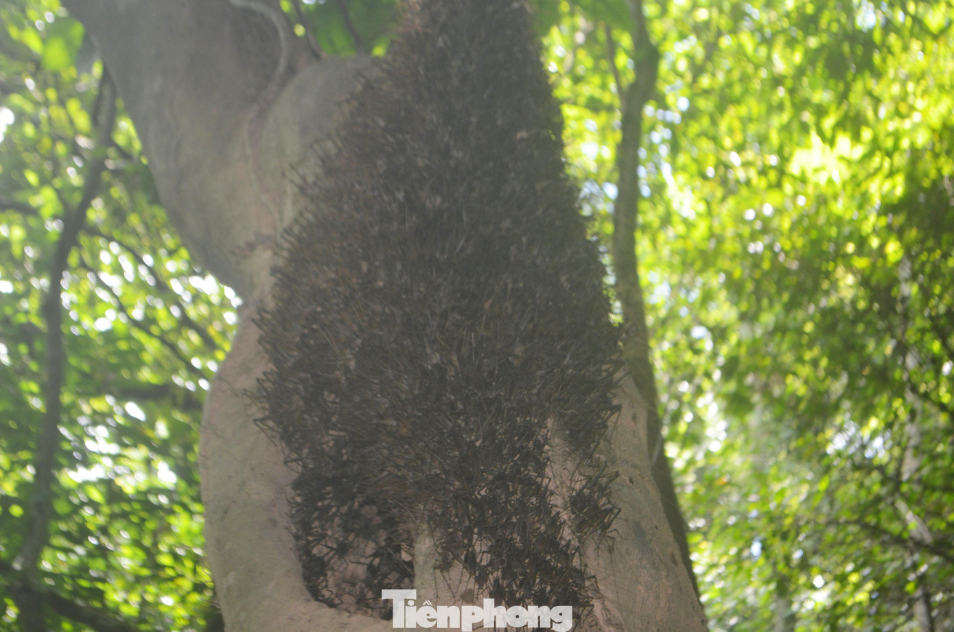 Một tổ dế rừng đặc kín trên thân cây