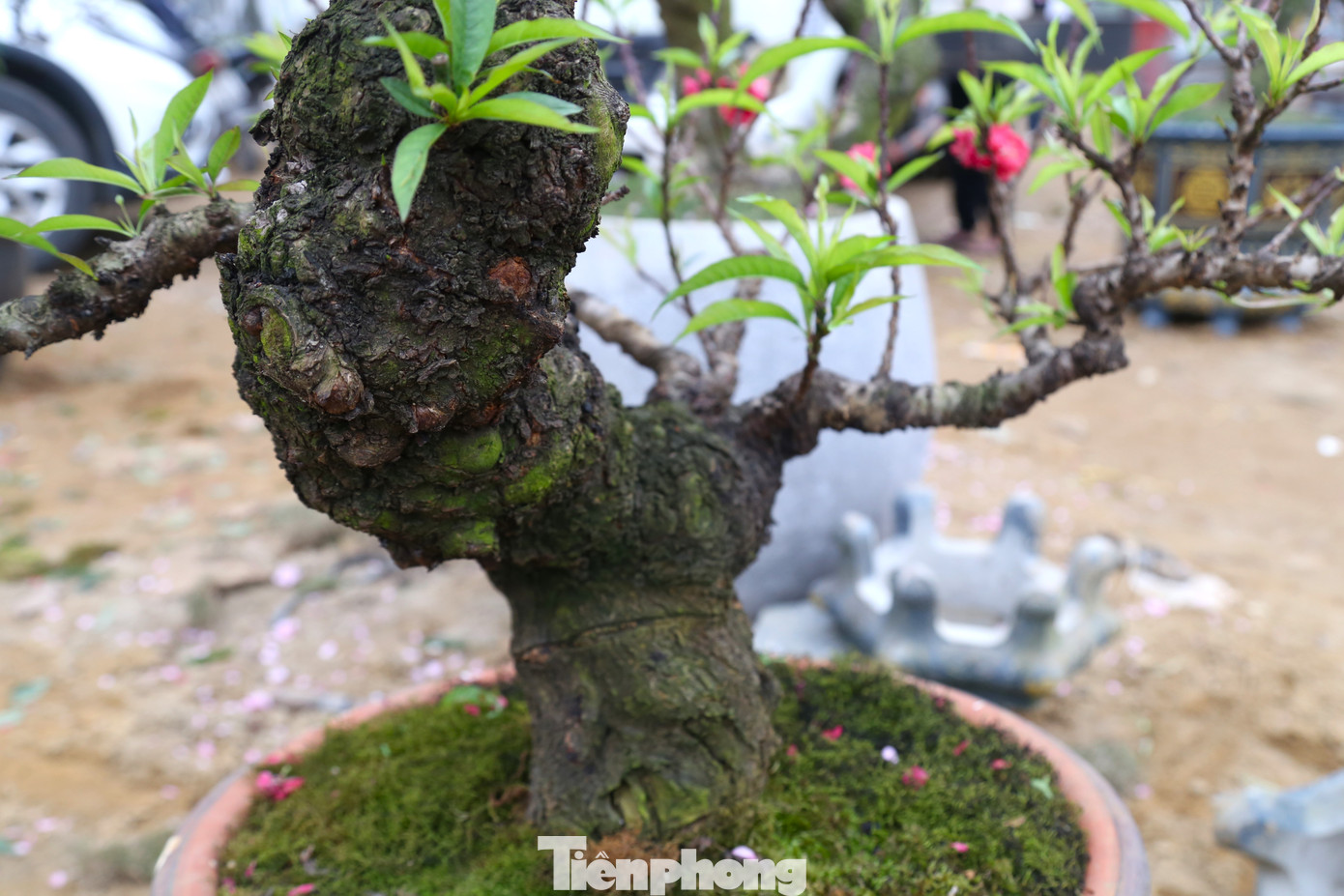 Thân cây có nhiều u bướu tự nhiên