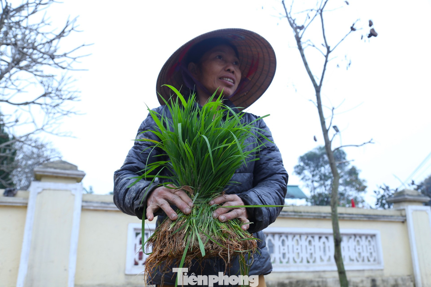 Bà Nguyễn Thị Châu (trú xóm 8, xã Thanh Dương) có 3 sào ruộng trồng giống lúa Thái Xuyên. Do ruộng nằm ở khu vực dễ lấy/tháo nước, không bị ốc bươu vàng phá hoại nên bà dư ra một số mạ đáng kể, mang đi bán.