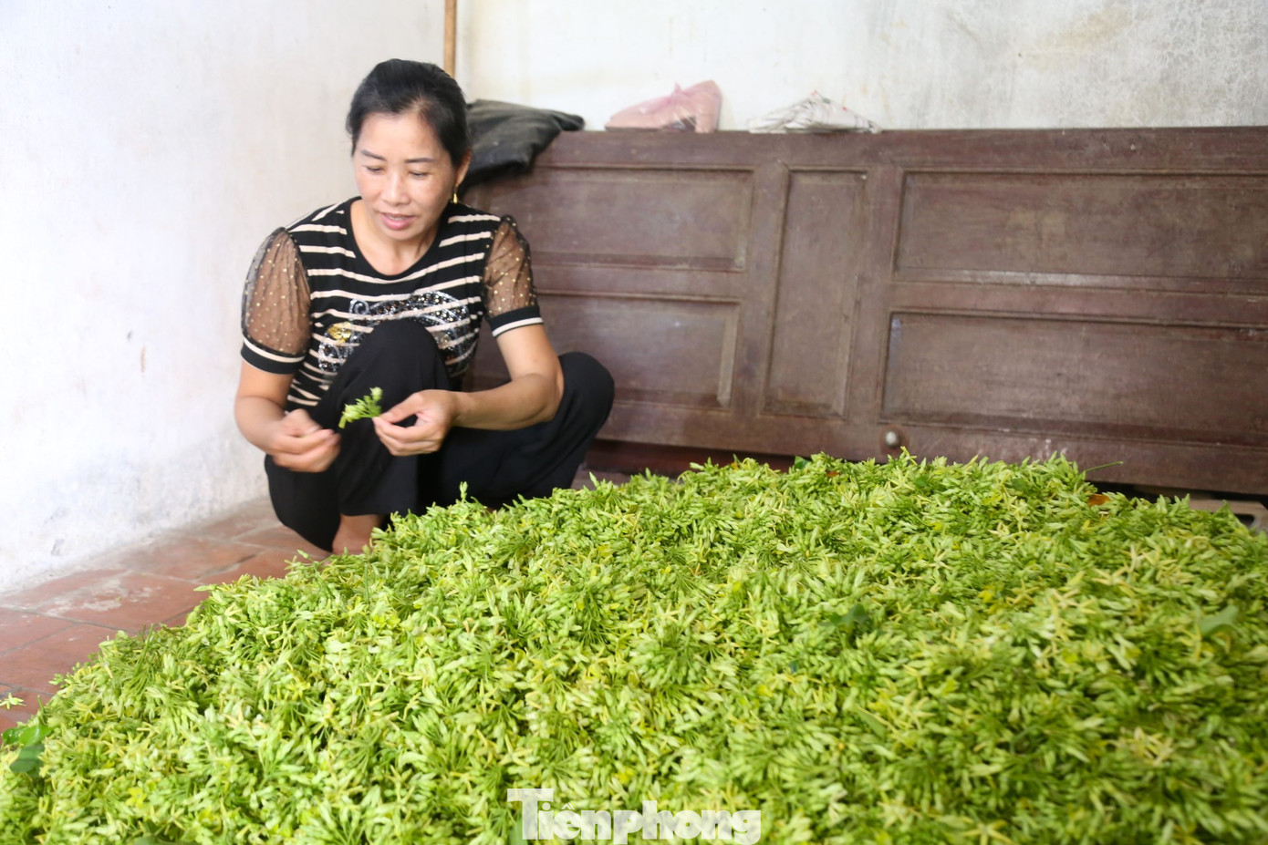 Chị Nguyễn Thị Khánh, thương lái thu mua hoa thiên lý ở huyện Nam Đàn cho biết: “Hoa thiên lý được trồng tập trung ở các xã Nam Kim, Nam Anh. Năm nay, hoa thiên lý được mùa, được giá. Mỗi ngày, tôi thu mua cả tấn hoa lý cho người dân trên địa bàn, bỏ mối ở Hà Nội”.