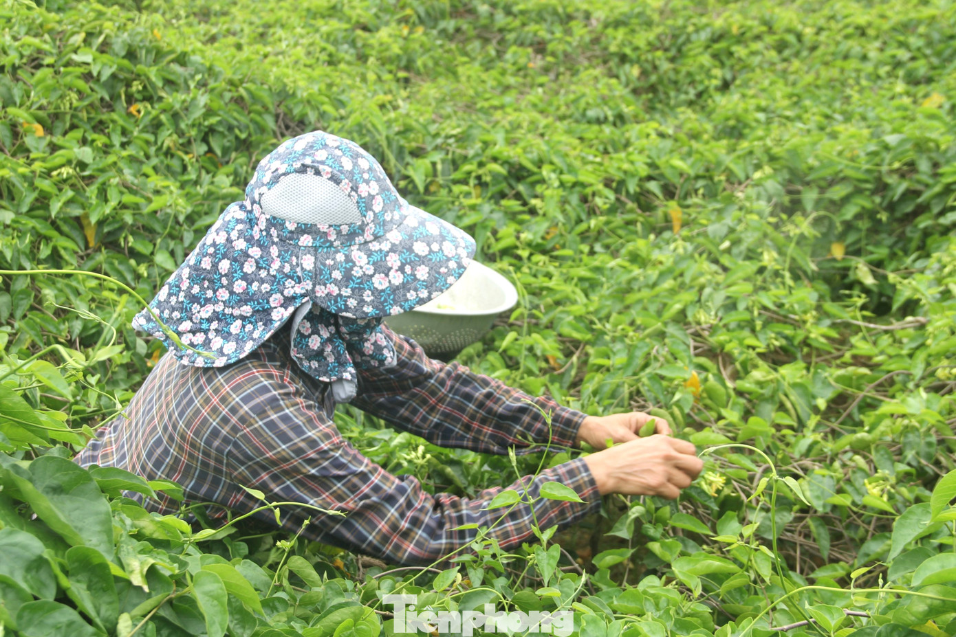 Chị Đặng Thị Hoa (xóm 5, xã Nam Kim) trồng 40 gốc hoa thiên lý, đầu vụ đến nay, đã hái bán được 15 lứa, mỗi lứa thu về 3-4 triệu đồng. “Năm nay, nhờ đầu tư chăm sóc, thời tiết thuận lợi nên cây hoa thiên lý cho năng suất khá cao. Đặc biệt, do nắng nóng nên hoa lý rất được ưa chuộng, thu hái đến đâu thương lái mua ngay đến đó”, chị Hoa cho hay.