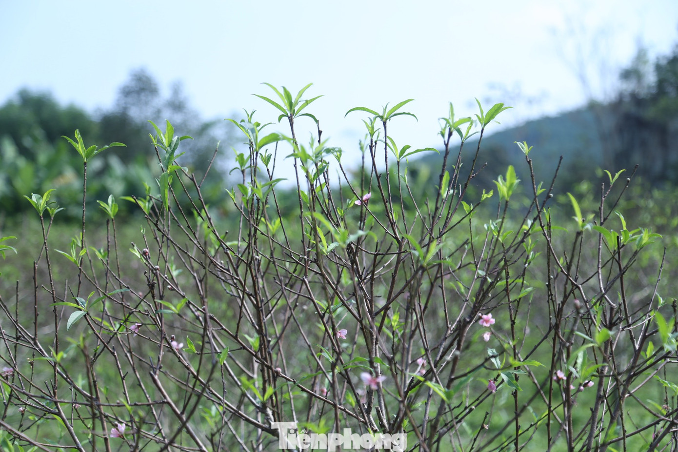 Theo người dân trồng đào nơi đây, nguyên nhân khiến hoa đào nở sớm hơn dự kiến là do thời tiết bất thường. Những trận mưa trái mùa khiến đào ngập úng, lá rụng hết nên đã bung nụ. Ngập úng cũng khiến một số cây đào chết khô. Theo người dân trồng đào nơi đây, nguyên nhân khiến hoa đào nở sớm hơn dự kiến là do thời tiết bất thường. Những trận mưa trái mùa khiến đào ngập úng, lá rụng hết nên đã bung nụ. Ngập úng cũng khiến một số cây đào chết khô.