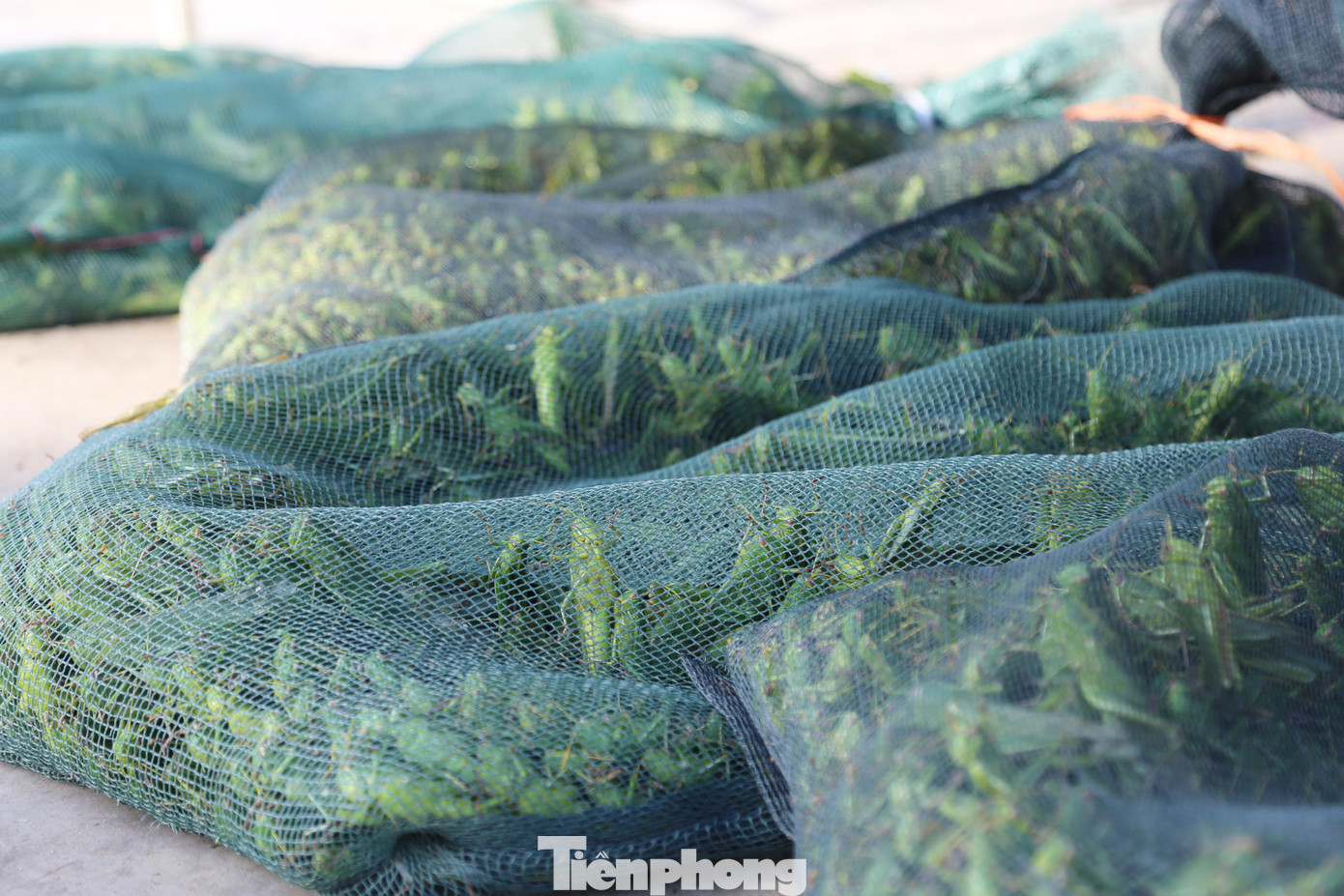 Từ những con cào cào vốn được xem là sinh vật gây hại, chuyên phá hoại mùa màng, giờ đây lại trở thành món ăn thượng hạng giúp người dân có thêm nguồn thu nhập.