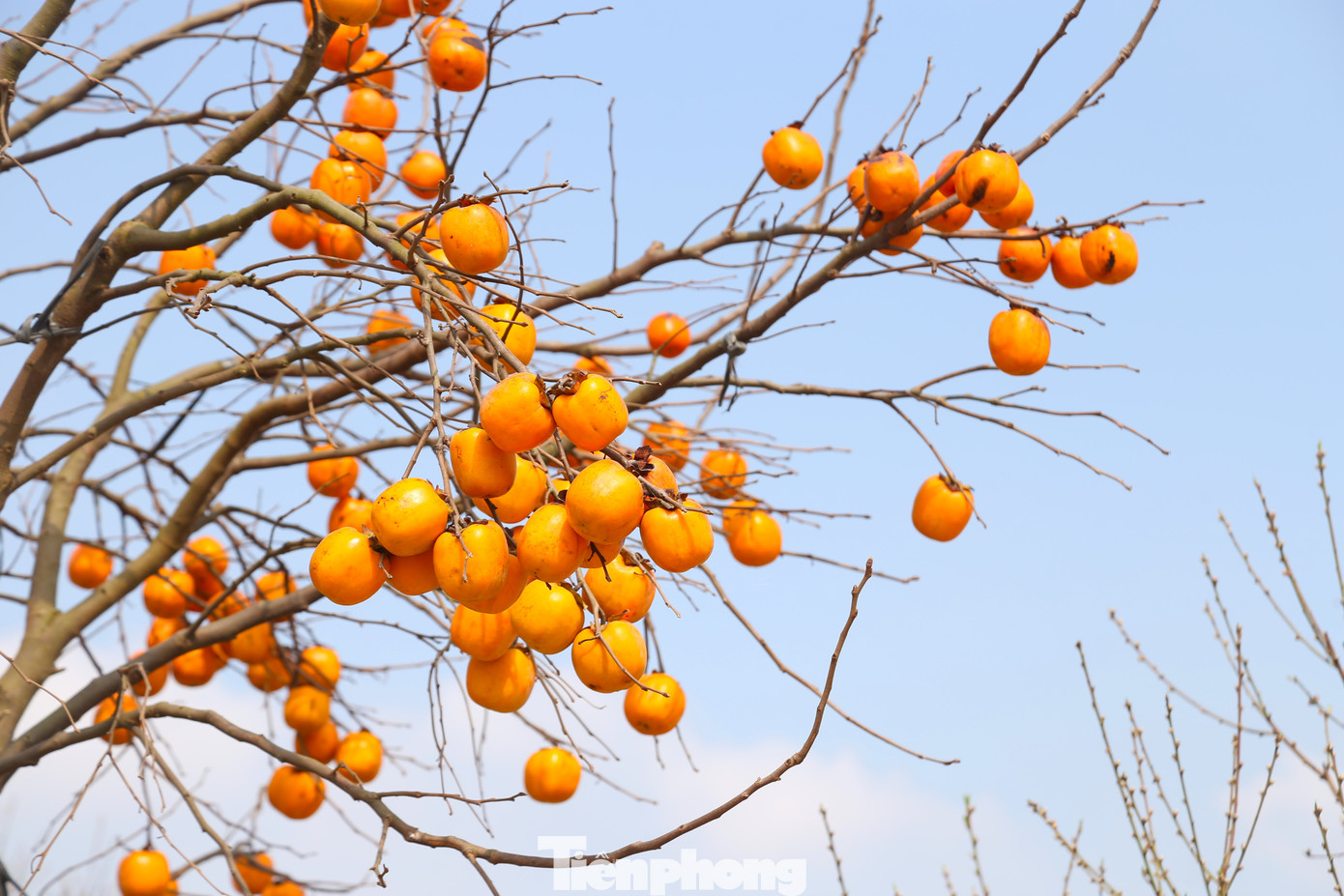 Trên nền trời xanh ngắt, những quả hồng màu đỏ cam càng thêm nổi bật. Trên nền trời xanh ngắt, những quả hồng màu đỏ cam càng thêm nổi bật.