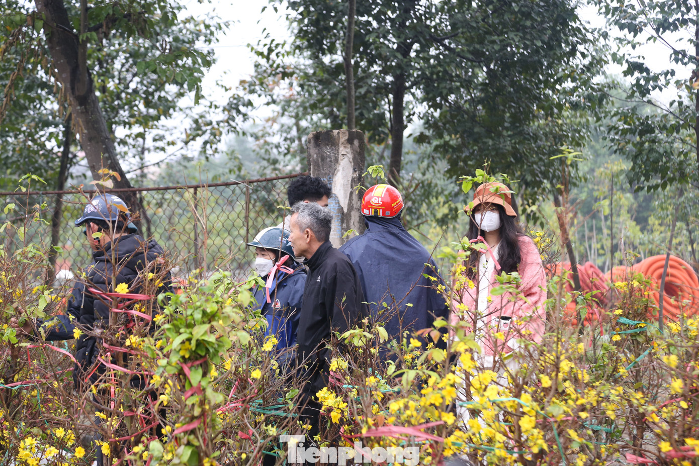 Chỉ trong vài ngày, giá mai từ hơn một triệu đồng/cây, giờ phải bán với giá 250.000 đồng.