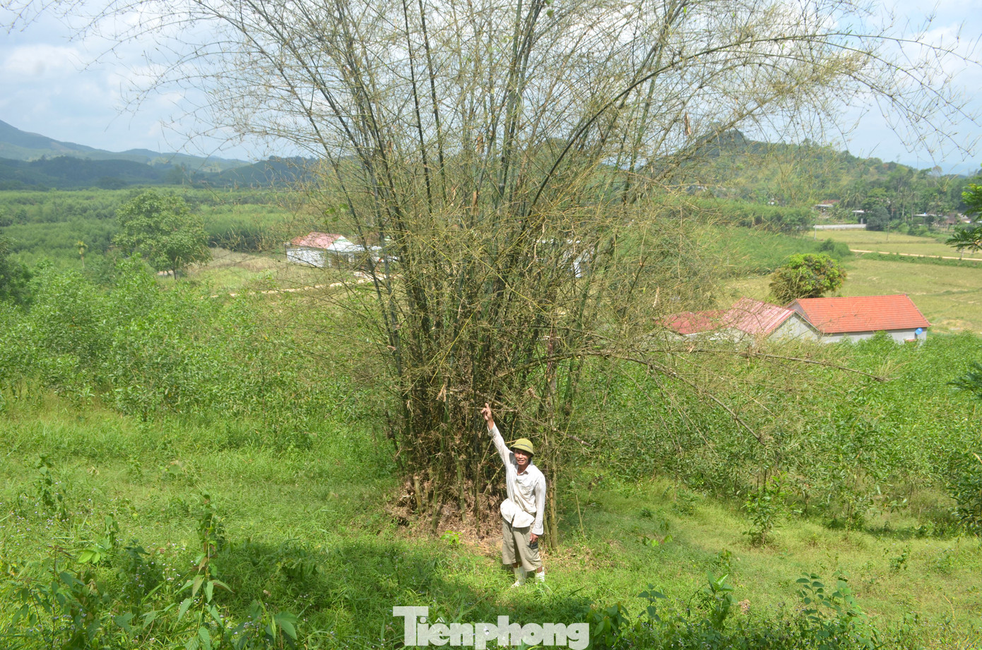 Những cây tre mét bị châu chấu ăn trụi lá Những cây tre mét bị châu chấu ăn trụi lá