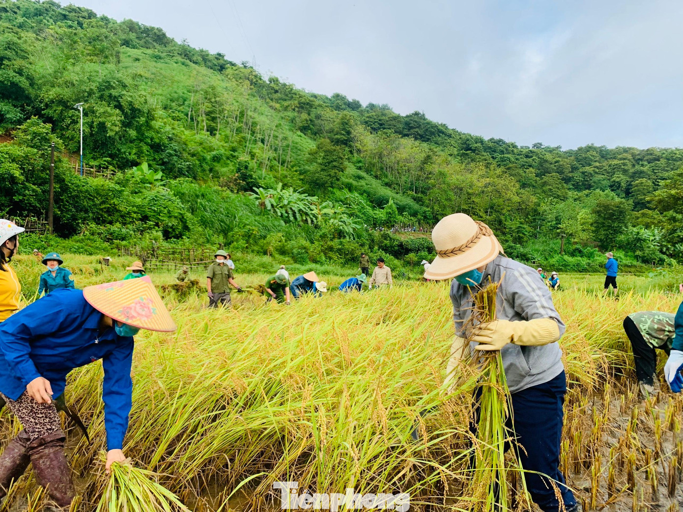 Trên cánh đồng tràn ngập sắc xanh tình nguyện.