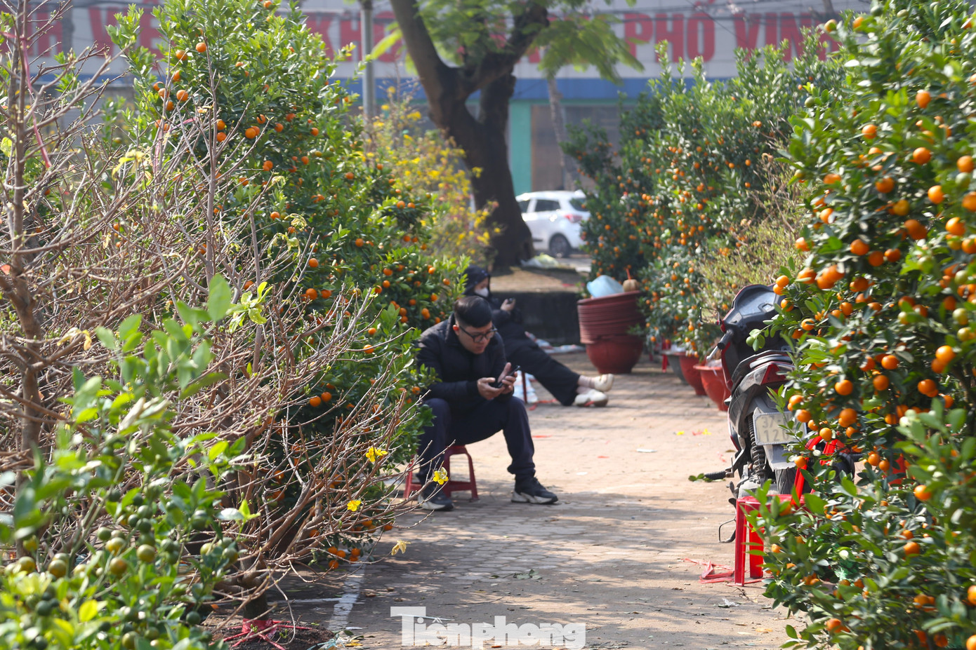 Năm nay, anh Nguyễn Văn Long (trú tỉnh Hà Tĩnh) nhập hơn 200 gốc quất từ tỉnh Hưng Yên về bán Tết. Anh Long cho biết, giá quất năm nay cao hơn các năm trước khoảng 20-30% bởi số lượng ít do ảnh hưởng của bão số 3 Yagi. “Tôi bán quất ở TP. Vinh đã gần 10 năm. Thường hai tuần trước Tết người dân đã nhộn nhịp đi sắm cây cảnh, nhưng năm nay chỉ còn 1 tuần nữa là đến Tết mà lượng khách vẫn rất thưa thớt. Đã 5 ngày cắm chốt tại đây, tôi chỉ bán được vài chậu quất. Giờ người bán nhiều hơn người mua”, anh Long thở dài.