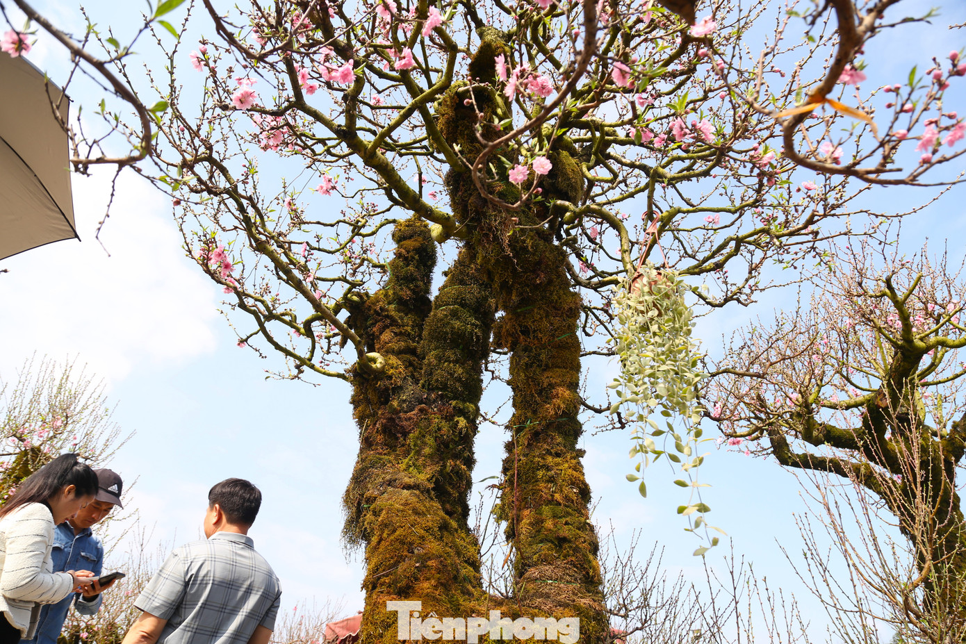 Anh Lê Ngọc Thắng (trú TP. Vinh) - chủ gốc đào “khủng” - cho biết: “Gốc đào này là đào rừng Mộc Châu, giá bán 120 triệu đồng, nếu khách thuê giá sẽ thấp hơn. Thời gian chăm sóc, đầu tư công sức cấy ghép, vận chuyển tốn nhiều chi phí nên gốc đào có giá trị cao”.