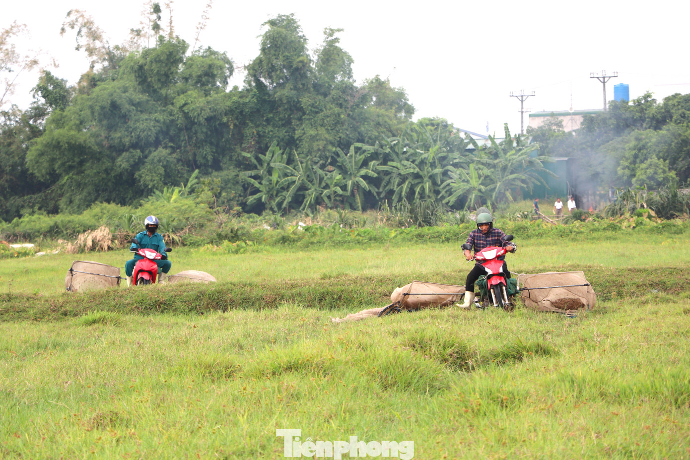 Châu chấu là một loại côn trùng gây thiệt hại mùa màng rất lớn, do đó việc người dân săn bắt loại côn trùng này cũng có tác động tích cực đến việc sản xuất. Chính quyền một số địa phương luôn khuyến khích người dân săn bắt để vừa có thêm thu nhập, vừa trừ hại cho mùa màng.