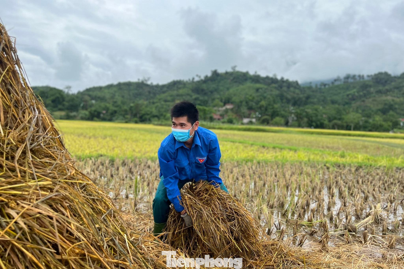 Đoàn viên thanh niên gom rơm dự trữ thức ăn cho gia súc.