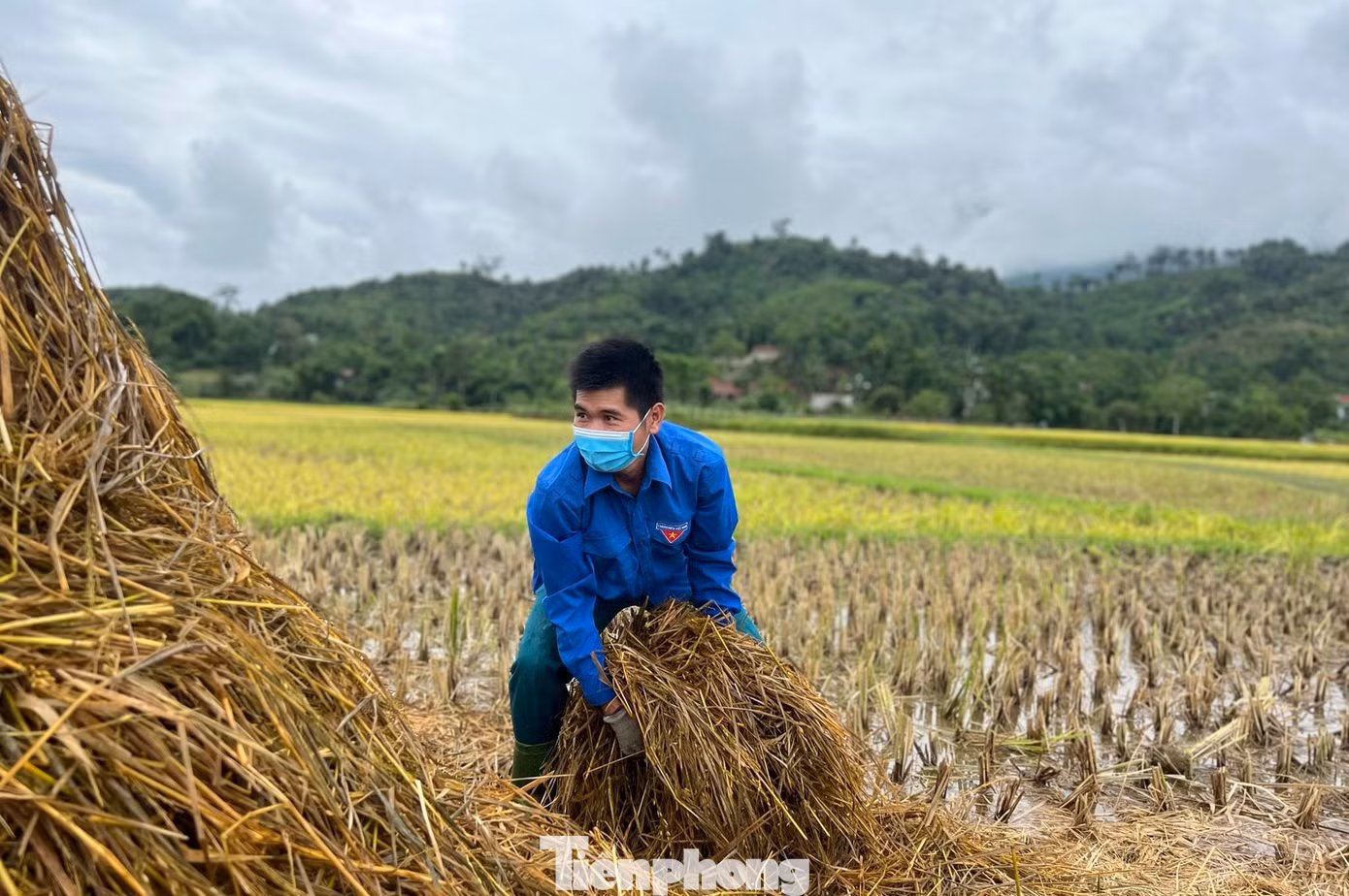 Đoàn viên thanh niên gom rơm dự trữ thức ăn cho gia súc.