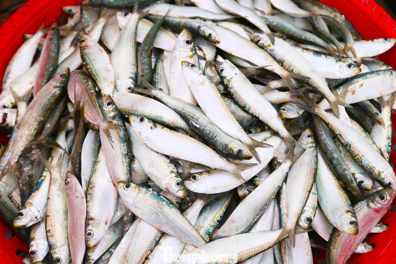 Cá trích có chứa lượng lớn omega 3, vitamin D và B12, được xem là loại cá “lắm đạm”. Cá trích thường được dùng để chế biến các món ăn như: gỏi, nướng, hấp hoặc bán cho các cơ sở thu mua làm nước mắm. Cá trích có chứa lượng lớn omega 3, vitamin D và B12, được xem là loại cá “lắm đạm”. Cá trích thường được dùng để chế biến các món ăn như: gỏi, nướng, hấp hoặc bán cho các cơ sở thu mua làm nước mắm.