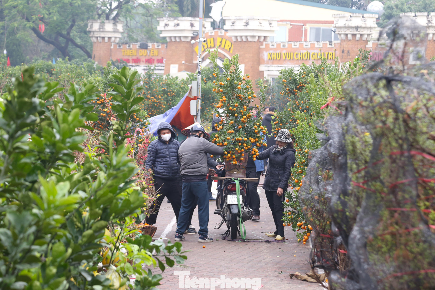 Chỉ còn ít ngày nữa là đến Tết Nguyên đán Giáp Thìn 2024, thời điểm này, các vườn hoa, cây cảnh đã tấp nập người mua. Lượng khách hàng nhiều, nhiều tài xế xe ôm đã “chuyển nghề”, tập trung tại các điểm bán đào, quất chờ khách mua để nhận vận chuyển thuê.