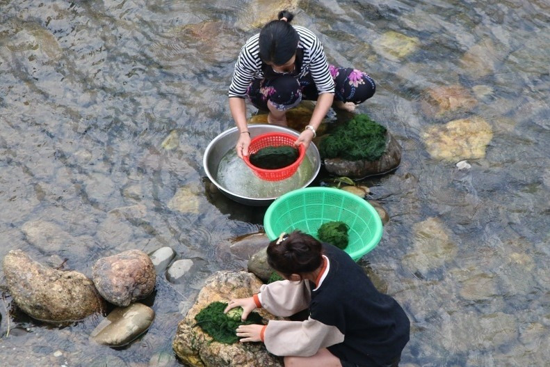 Người dân vùng cao huyện Tương Dương, Nghệ An đi lấy rêu Người dân vùng cao huyện Tương Dương, Nghệ An đi lấy rêu