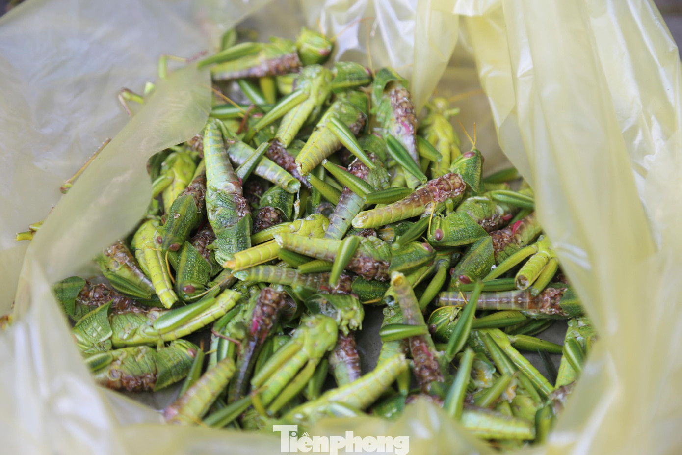 Tiền công làm sạch 1kg cào cào là 30.000 - 50.000 đồng.