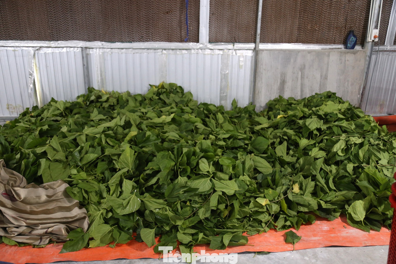 Sau khi hái, dâu được cất ủ trong nhà để cho tằm ăn dần.