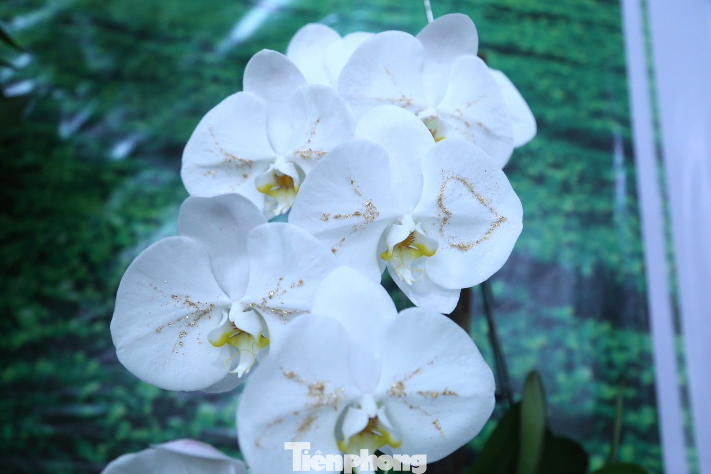 Hoa lan dát vàng có giá rất đắt đỏ, thường gấp 3-4 lần so với hoa lan bình thường