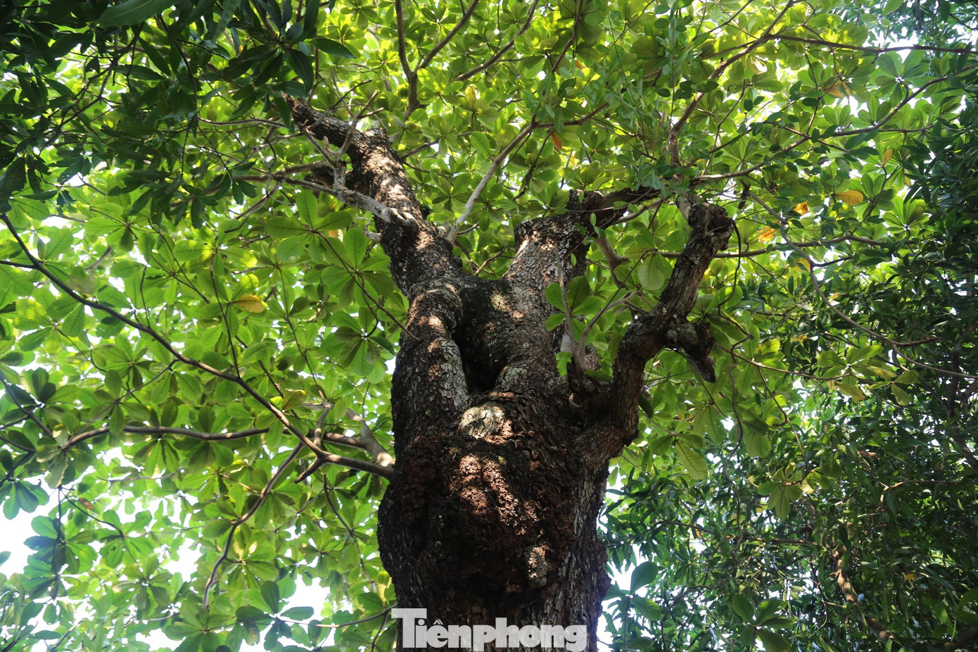 Mặc dù bị rỗng ruột, nhưng cây bàng cổ thụ này vẫn sống xanh tốt, nhiều cành bàng non đâm ra tua tủa, khẳng định sức sống mãnh liệt.